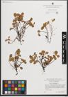 Foto von Salix herbacea L.